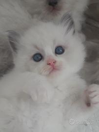 Cuccioli ragdoll blue bicolor