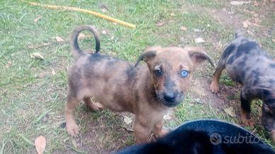 cuccioli di cane meticci  
