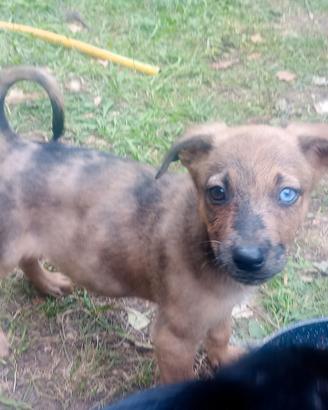cuccioli di cane meticci  
