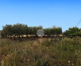 TER. AGRICOLO A LUCERA