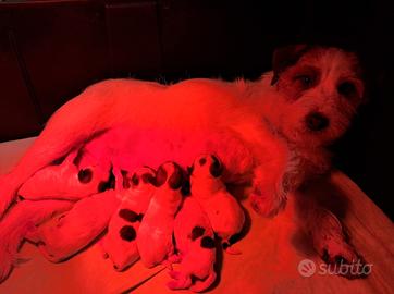 Jack russell terrier