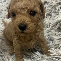 Cuccioli cane barboncino su prenotazione