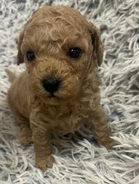 Cuccioli cane barboncino su prenotazione