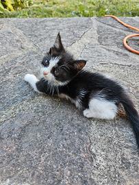 Gattini