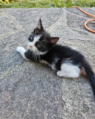 Gattini