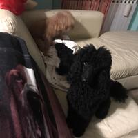 Barboncino nano nero