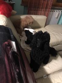 Barboncino nano nero