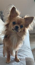Milo Chihuahua con pedigree molecolare