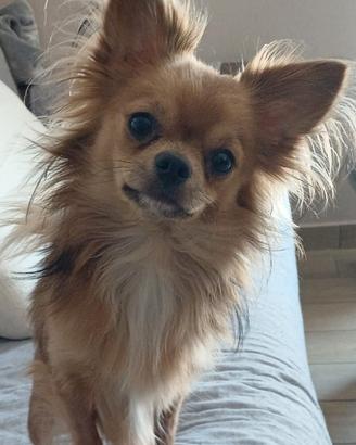 Milo Chihuahua con pedigree molecolare