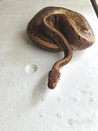 Progetto Breeding : Coppia Pitoni Reali