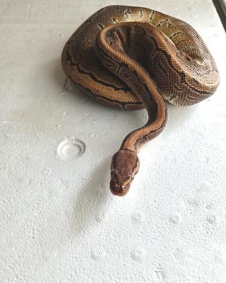 Progetto Breeding : Coppia Pitoni Reali