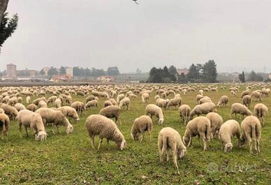 gregge di pecore 