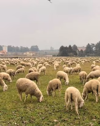 gregge di pecore 