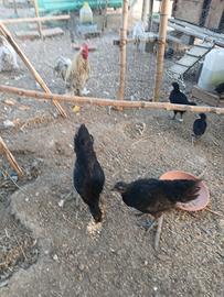 Coppia pulcinotti Cemani 3 mesi