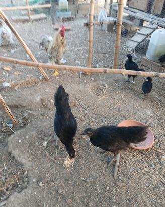 Coppia pulcinotti Cemani 3 mesi