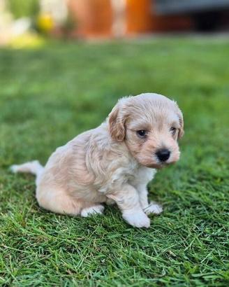 Maltipoo