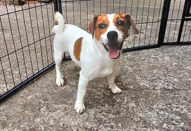 Cuccioli di Jack Russell puri