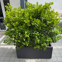 Vaso di resina color grigio antracite 98x39x41