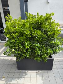 Vaso di resina color grigio antracite 98x39x41