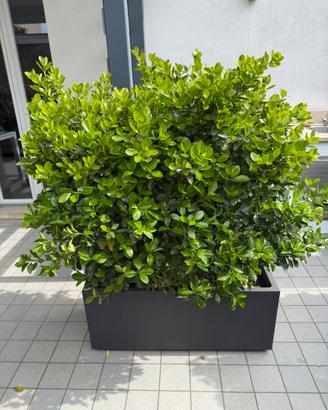 Vaso di resina color grigio antracite 98x39x41