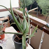 Piante Aloe Vera 