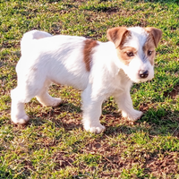 Jack Russell Terrier Maschio