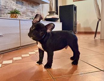 Bulldog francese