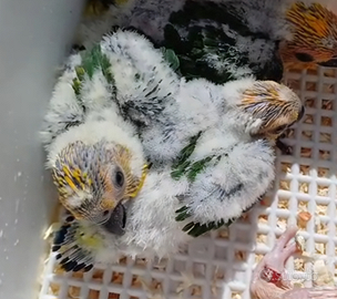 Pulli di Conuro jandaya