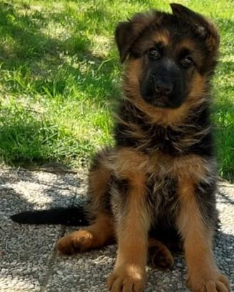 Cuccioli di pastore tedesco
