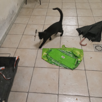 Affido gattino