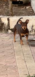 Pinscher chihuahua