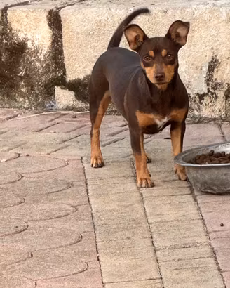 Pinscher chihuahua