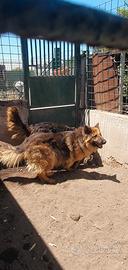 Melo e Melina pastore tedesco