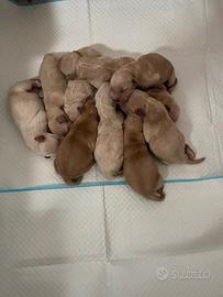 Golden retriver cuccioli - Umbria