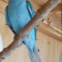 Parrocchetto #collare #acqua marina #2025 #masch