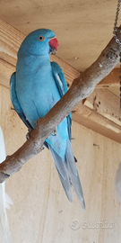 Parrocchetto #collare #acqua marina #2025 #masch