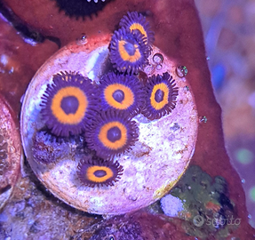 Zoanthus Johnny Pumpkins