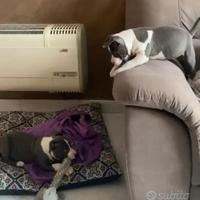 American Staffordshire