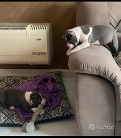 American Staffordshire