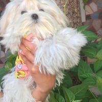 Maltese coreano maschietto