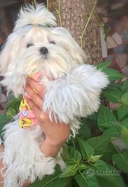 Maltese coreano maschietto