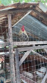 Oche/galline/gallo