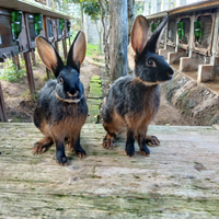 Cuccioli di lepri nero focate di 4 mesi