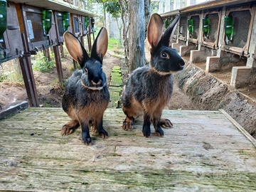 Cuccioli di lepri nero focate di 4 mesi