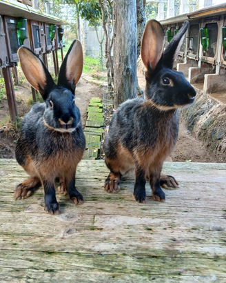 Cuccioli di lepri nero focate di 4 mesi