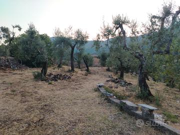 Uliveto con rudere