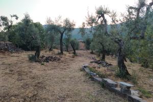 Uliveto con rudere
