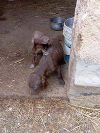 Cuccioli bracco