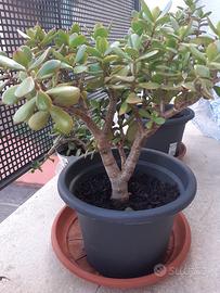 albero di Giada o pianta della Fortuna 