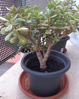albero di Giada o pianta della Fortuna 